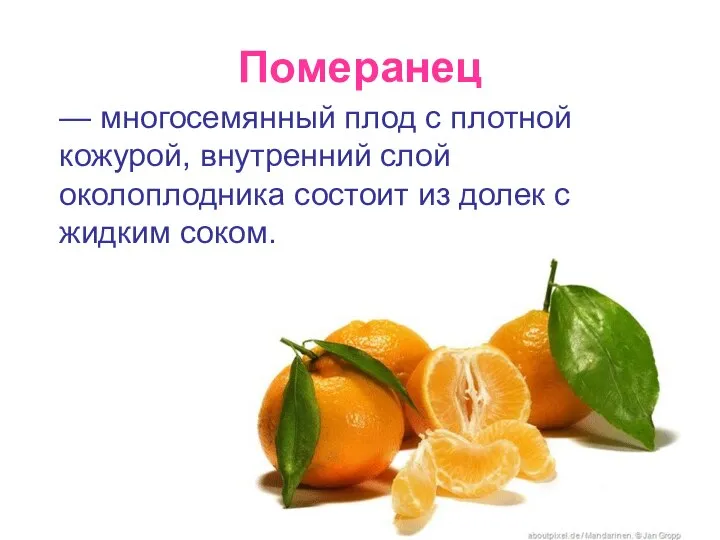 Померанец — многосемянный плод с плотной кожурой, внутренний слой околоплодника состоит из долек с жидким соком.