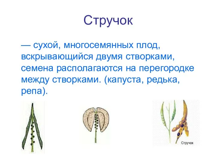 Стручок — сухой, многосемянных плод, вскрывающийся двумя створками, семена располагаются на перегородке