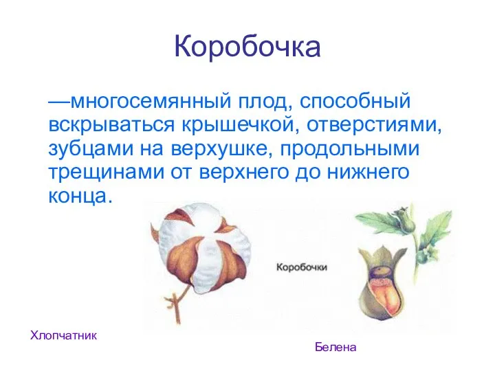 Коробочка —многосемянный плод, способный вскрываться крышечкой, отверстиями, зубцами на верхушке, продольными трещинами