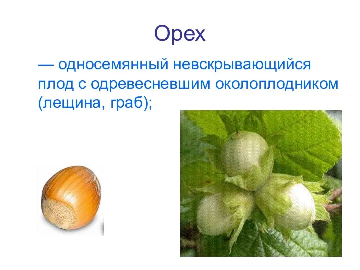 Орех — односемянный невскрывающийся плод с одревесневшим околоплодником (лещина, граб);