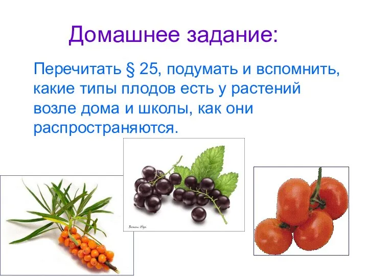 Домашнее задание: Перечитать § 25, подумать и вспомнить, какие типы плодов есть