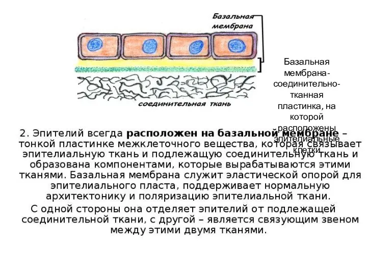 Базальная мембрана- соединительно-тканная пластинка, на которой расположены эпителиальные клетки