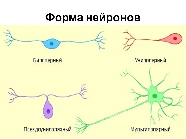 Форма нейронов