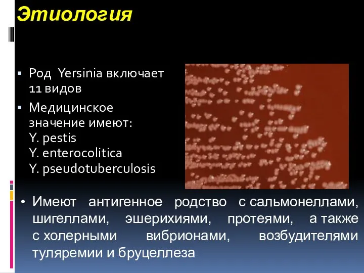 Этиология Род Yersinia включает 11 видов Медицинское значение имеют: Y. pestis Y.