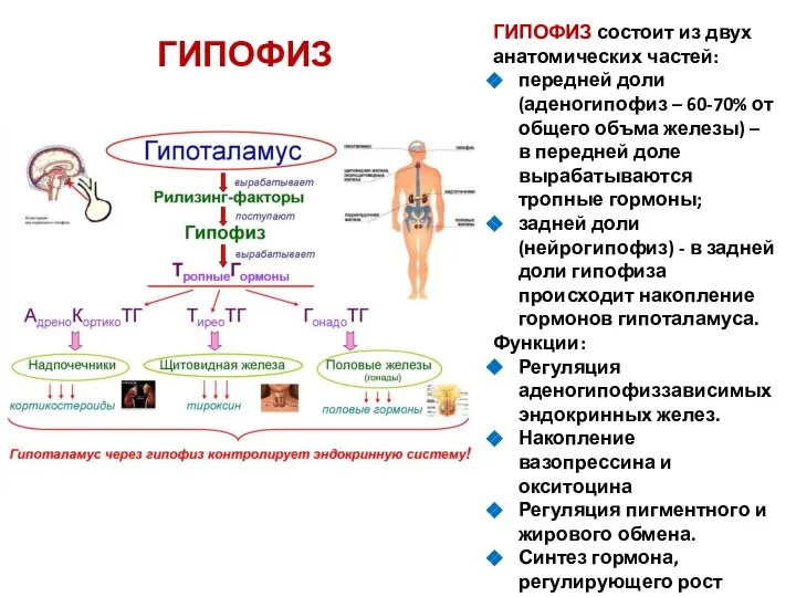 ГИПОФИЗ ГИПОФИЗ состоит из двух анатомических частей: передней доли (аденогипофиз – 60-70%