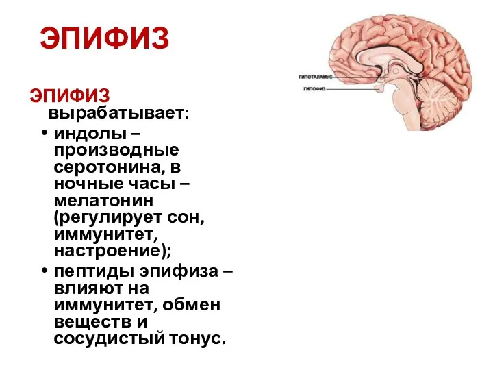 ЭПИФИЗ ЭПИФИЗ вырабатывает: индолы – производные серотонина, в ночные часы – мелатонин