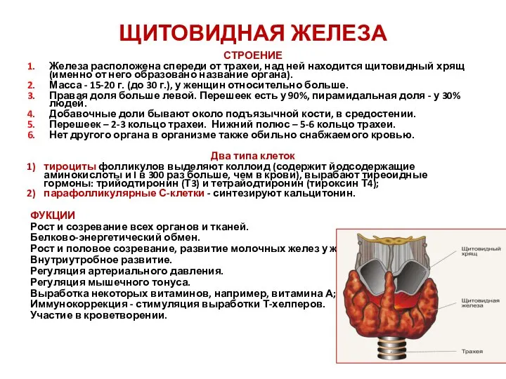 ЩИТОВИДНАЯ ЖЕЛЕЗА СТРОЕНИЕ Железа расположена спереди от трахеи, над ней находится щитовидный