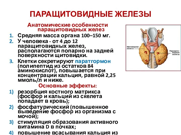 ПАРАЩИТОВИДНЫЕ ЖЕЛЕЗЫ Анатомические особенности паращитовидных желез Средняя масса органа 100–150 мг. У