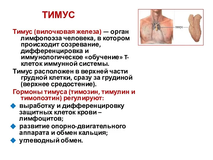 ТИМУС Тимус (вилочковая железа) — орган лимфопоэза человека, в котором происходит созревание,