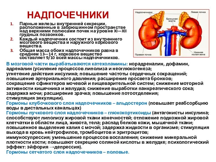 НАДПОЧЕЧНИКИ Парные железы внутренней секреции, расположенные в забрюшинном пространстве над верхними полюсами