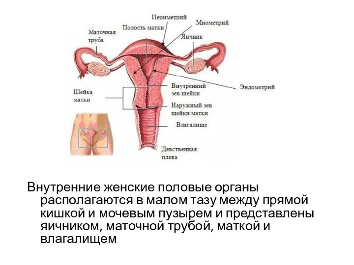 Внутренние женские половые органы располагаются в малом тазу между прямой кишкой и