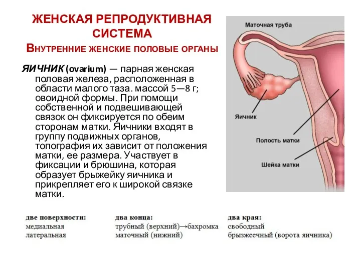 ЖЕНСКАЯ РЕПРОДУКТИВНАЯ СИСТЕМА Внутренние женские половые органы ЯИЧНИК (ovarium) — парная женская