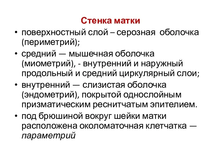 Стенка матки поверхностный слой – серозная оболочка (периметрий); средний — мышечная оболочка