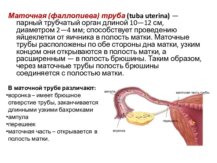 Маточная (фаллопиева) труба (tuba uterina) — парный трубчатый орган длиной 10—12 см,