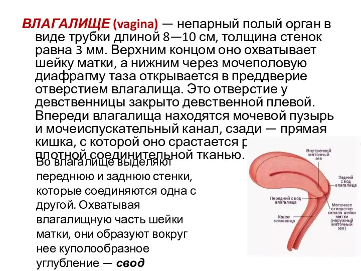 ВЛАГАЛИЩЕ (vagina) — непарный полый орган в виде трубки длиной 8—10 см,