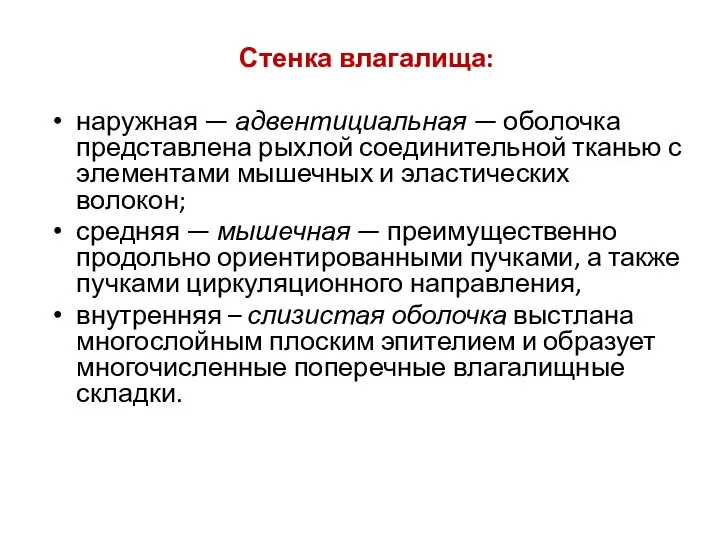 Стенка влагалища: наружная — адвентициальная — оболочка представлена рыхлой соединительной тканью с