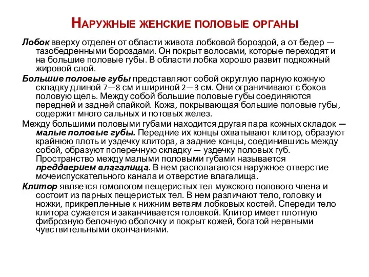 Наружные женские половые органы Лобок вверху отделен от области живота лобковой бороздой,