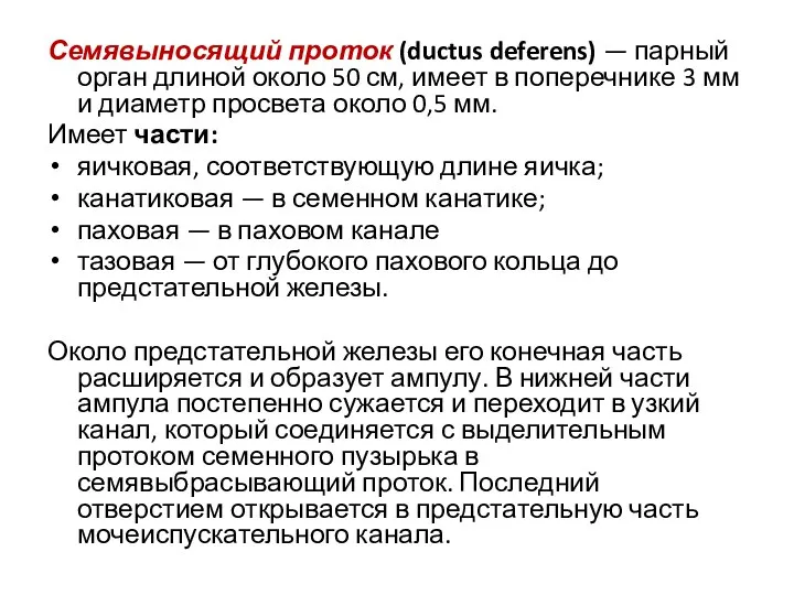 Семявыносящий проток (ductus deferens) — парный орган длиной около 50 см, имеет