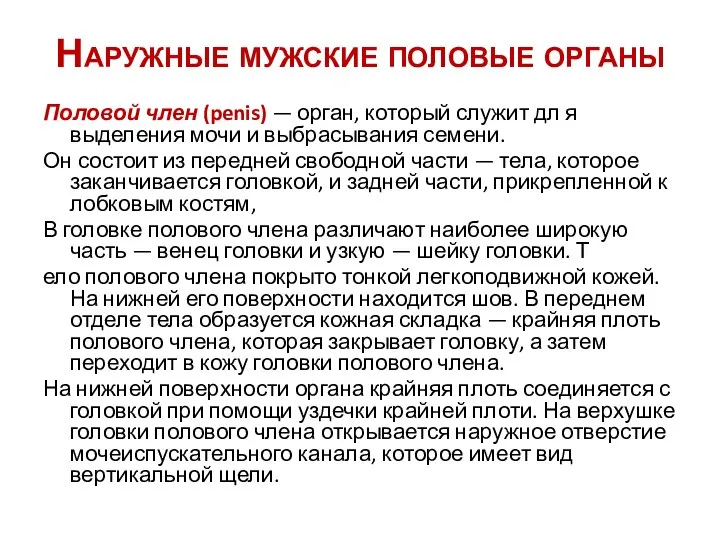 Наружные мужские половые органы Половой член (penis) — орган, который служит дл