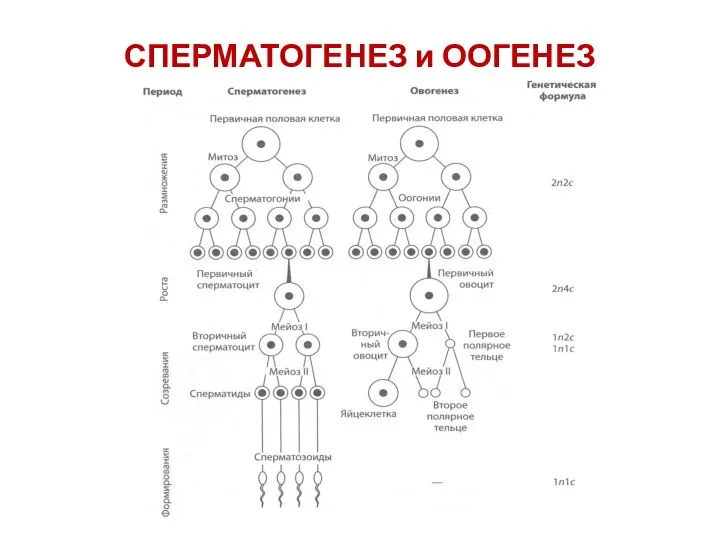 СПЕРМАТОГЕНЕЗ и ООГЕНЕЗ