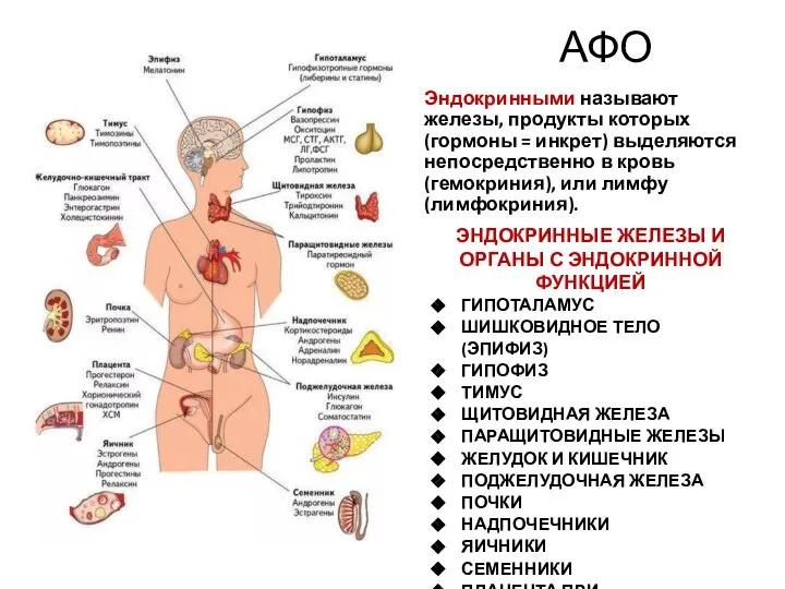 АФО Эндокринными называют железы, продукты которых (гормоны = инкрет) выделяются непосредственно в