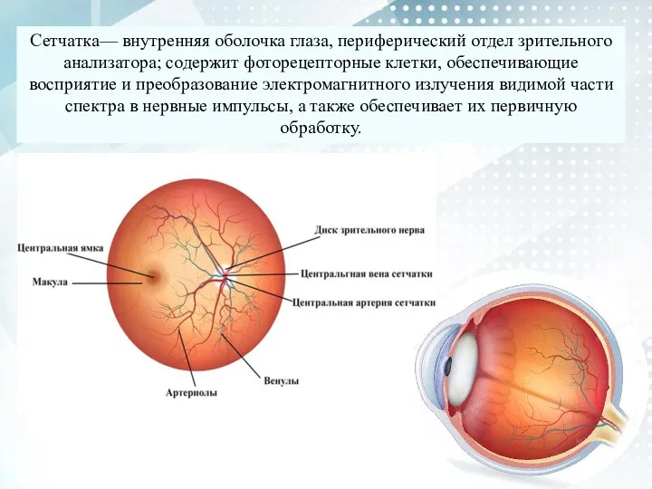 Сетчатка— внутренняя оболочка глаза, периферический отдел зрительного анализатора; содержит фоторецепторные клетки, обеспечивающие