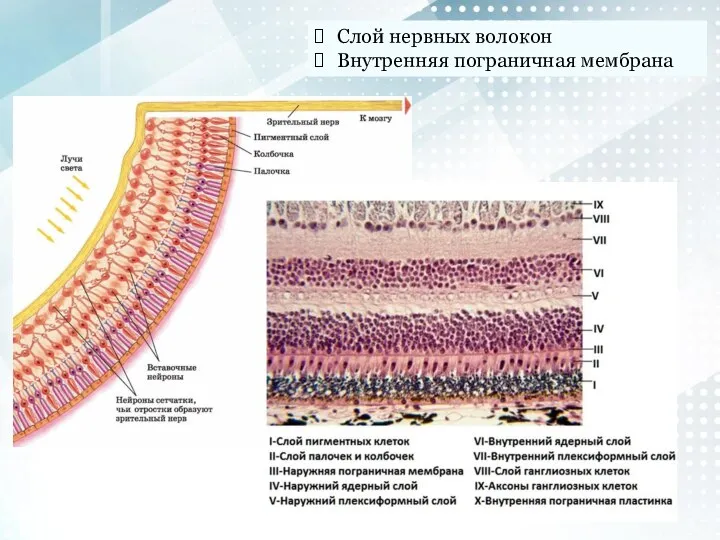 Слой нервных волокон Внутренняя пограничная мембрана