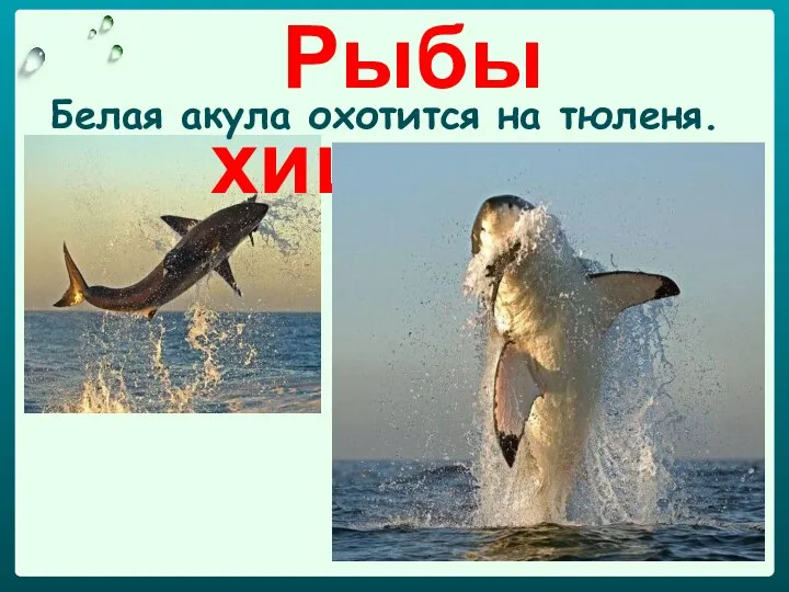 Рыбы хищники: Белая акула охотится на тюленя.