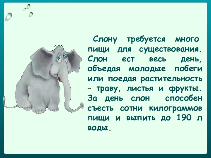 Слону требуется много пищи для существования. Слон ест весь день, объедая молодые