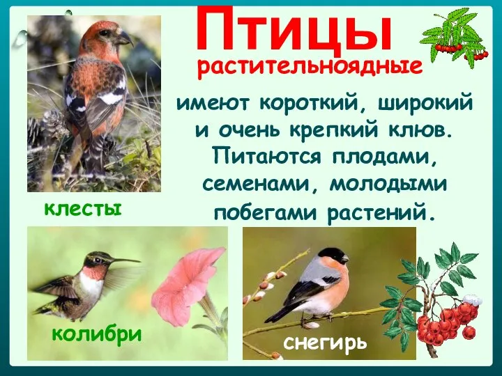 Птицы растительноядные имеют короткий, широкий и очень крепкий клюв. Питаются плодами, семенами,
