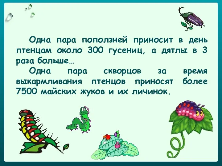 Одна пара поползней приносит в день птенцам около 300 гусениц, а дятлы