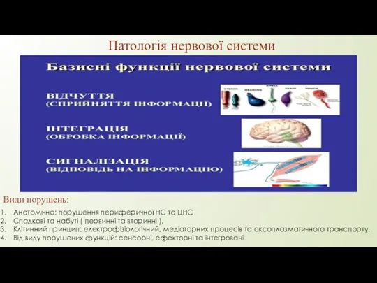 Патологія нервової системи Анатомічно: порушення периферичної НС та ЦНС Спадкові та набуті