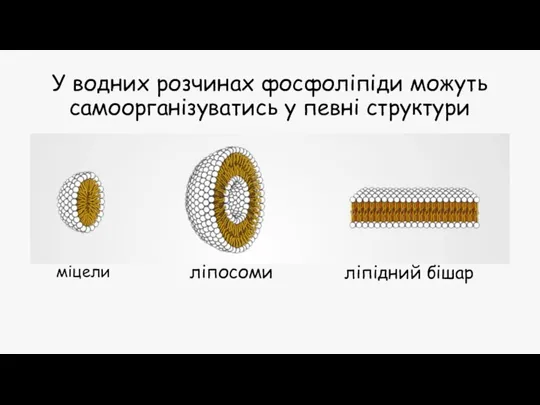 У водних розчинах фосфоліпіди можуть самоорганізуватись у певні структури міцели ліпосоми ліпідний бішар