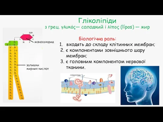 Гліколіпіди з грец. γλυκός— солодкий і λίπος (lípos) — жир моносахарид залишки