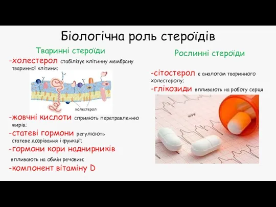 Біологічна роль стероїдів Тваринні стероїди -холестерол стабілізує клітинну мембрану тваринної клітини; -жовчні