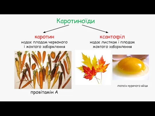 Каротиноїди каротин надає плодам червоного і жовтого забарвлення ксантофіл надає листкам і