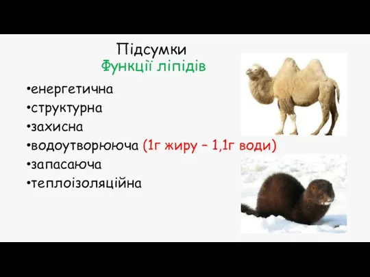 Підсумки Функції ліпідів енергетична структурна захисна водоутворююча (1г жиру – 1,1г води) запасаюча теплоізоляційна