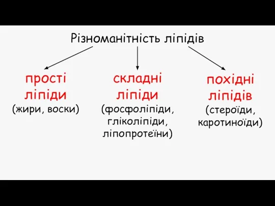 Різноманітність ліпідів прості ліпіди (жири, воски) складні ліпіди (фосфоліпіди, гліколіпіди, ліпопротеїни) похідні ліпідів (стероїди, каротиноїди)