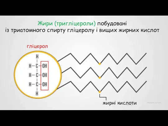 Жири (тригліцероли) побудовані із триатомного спирту гліцеролу і вищих жирних кислот гліцерол жирні кислоти