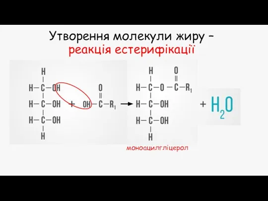 Утворення молекули жиру – реакція естерифікації моноацилгліцерол