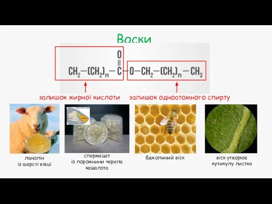 Воски залишок жирної кислоти залишок одноатомного спирту ланолін із шерсті вівці спермацет