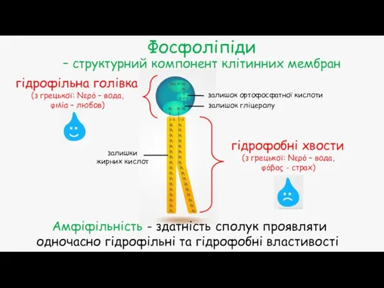 Фосфоліпіди – структурний компонент клітинних мембран залишок гліцеролу залишки жирних кислот залишок