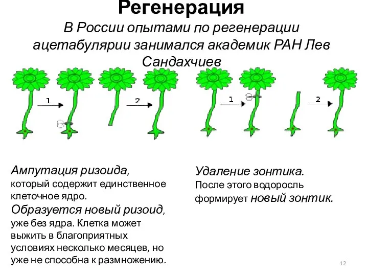 Регенерация В России опытами по регенерации ацетабулярии занимался академик РАН Лев Сандахчиев