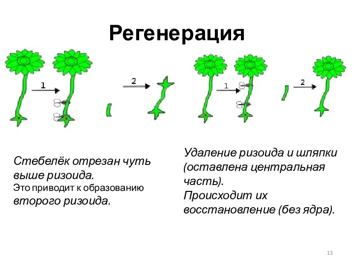 Регенерация Удаление ризоида и шляпки (оставлена центральная часть). Происходит их восстановление (без