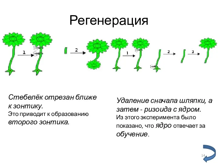 Регенерация Стебелёк отрезан ближе к зонтику. Это приводит к образованию второго зонтика.