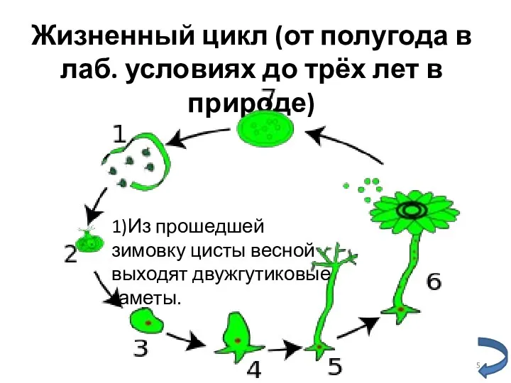 Жизненный цикл (от полугода в лаб. условиях до трёх лет в природе)