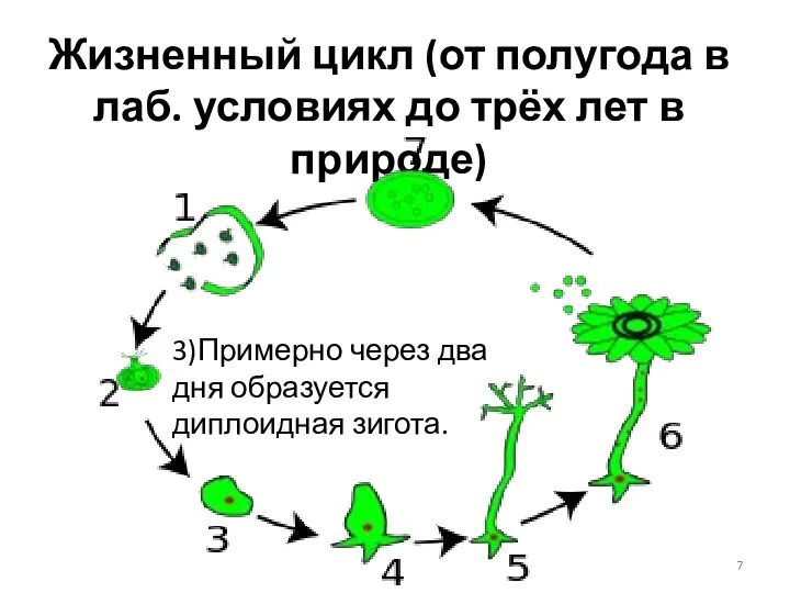 Жизненный цикл (от полугода в лаб. условиях до трёх лет в природе)