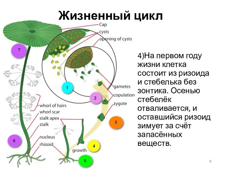 4)На первом году жизни клетка состоит из ризоида и стебелька без зонтика.