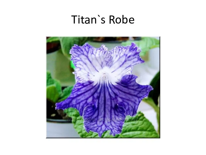 Titan`s Robe