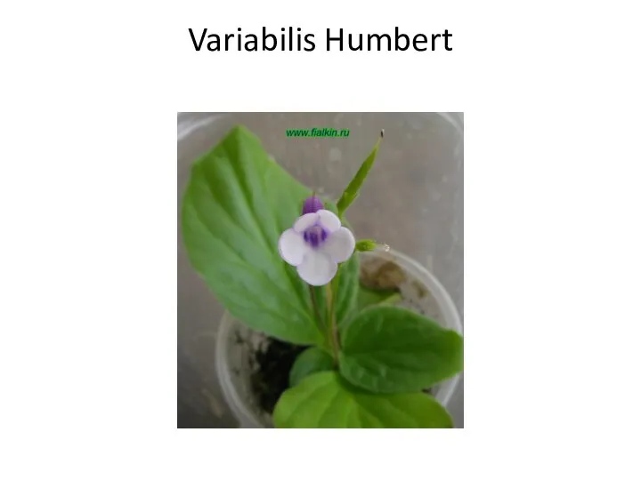 Variabilis Humbert
